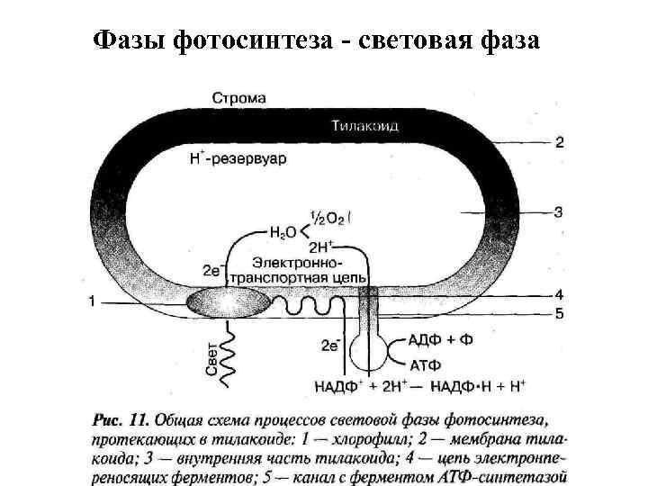 Место протекания процесса световой фазы