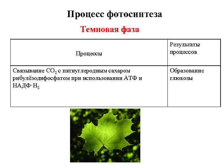 Процесс фотосинтеза Темновая фаза Процессы Связывание CO 2 с пятиуглеродным сахаром рибулёзодифосфатом при использовании