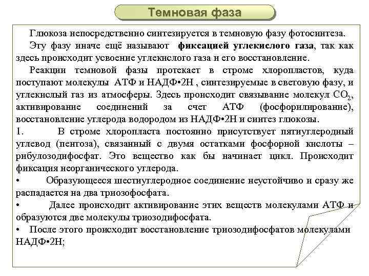 Темновая фаза Глюкоза непосредственно синтезируется в темновую фазу фотосинтеза. Эту фазу иначе ещё называют