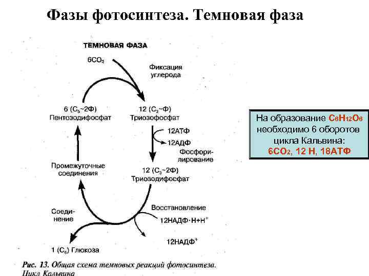 Фазы фотосинтеза. Темновая фаза На образование С 6 Н 12 О 6 необходимо 6