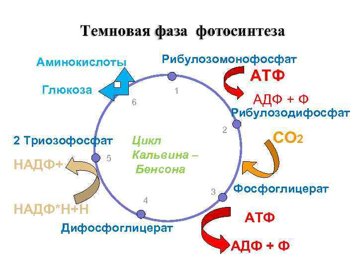 Снабжает темновую фазу энергией. Темновая фаза фотосинтеза схема. Темновая фаза фотосинтеза цикл Кальвина с-3 путь. Темновая фаза цикл Кальвина. Темновая фаза фотосинтеза цикл Кальвина.