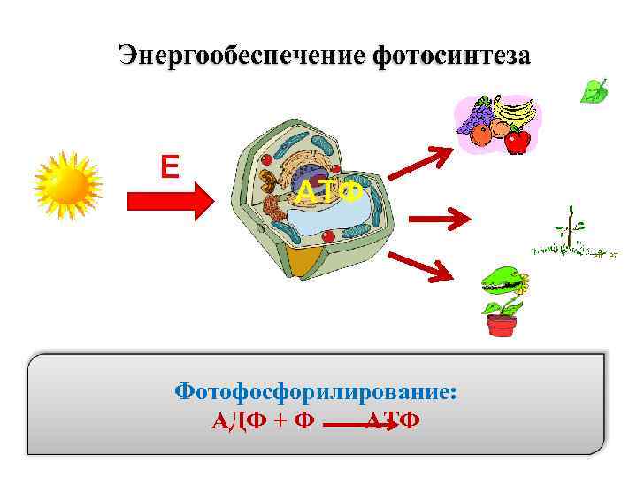 Энергообеспечение фотосинтеза Е АТФ Фотофосфорилирование: АДФ + Ф АТФ 
