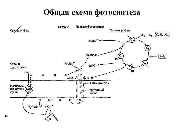 Общая схема процессов фотосинтеза