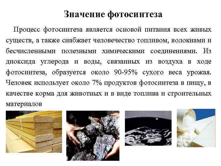 Значение фотосинтеза Процесс фотосинтеза является основой питания всех живых существ, а также снабжает человечество