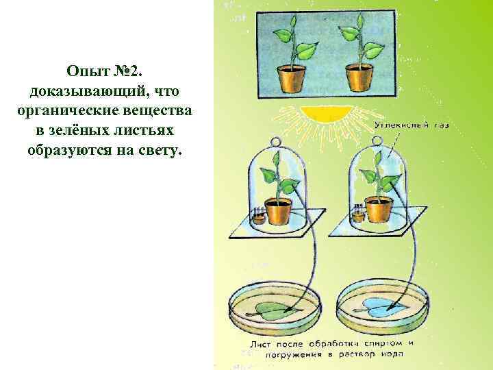 Опыт № 2. доказывающий, что органические вещества в зелёных листьях образуются на свету. 