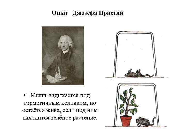 Опыт дж пристли изображенный на рисунке доказывает что мышь выдыхает углекислый газ