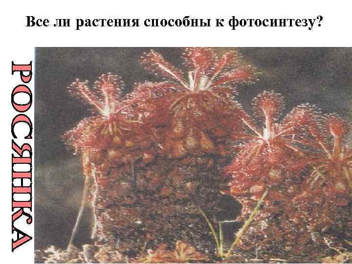 Все ли растения способны к фотосинтезу? 