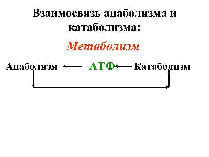 Взаимосвязь анаболизма и катаболизма: Метаболизм Анаболизм АТФ Катаболизм 