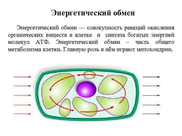 Совокупность реакций органических веществ