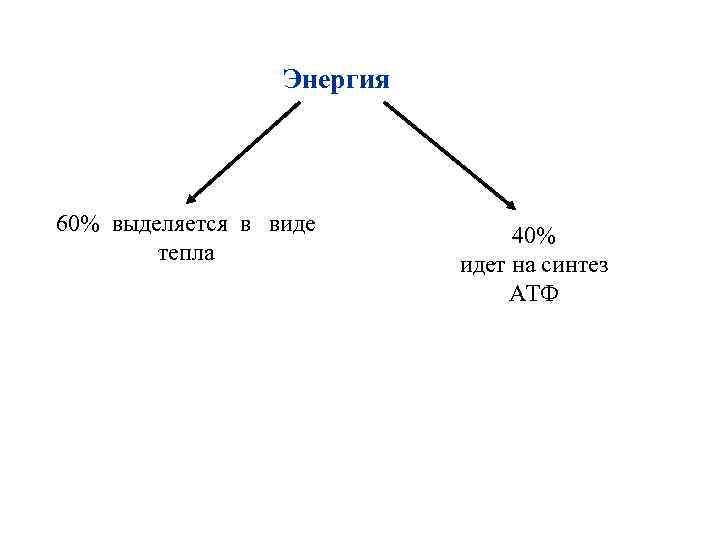 Энергия 60% выделяется в виде тепла 40% идет на синтез АТФ 