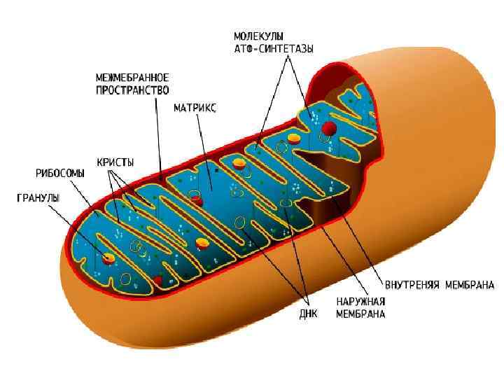 Строение митохондрий 