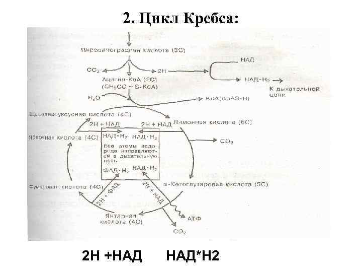 2. Цикл Кребса: 2 Н +НАД НАД*Н 2 