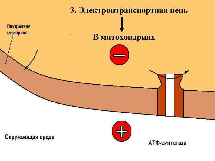 3. Электронтранспортная цепь В митохондриях 