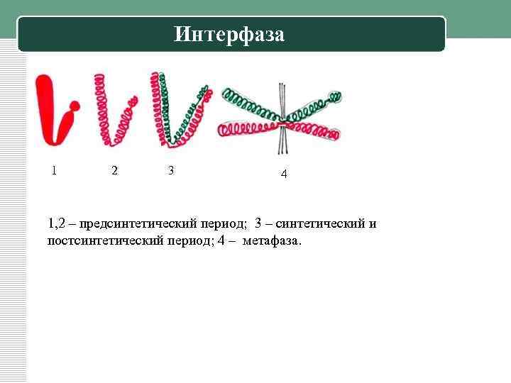 Интерфаза 1 2 3 4 1, 2 – предсинтетический период; 3 – синтетический и