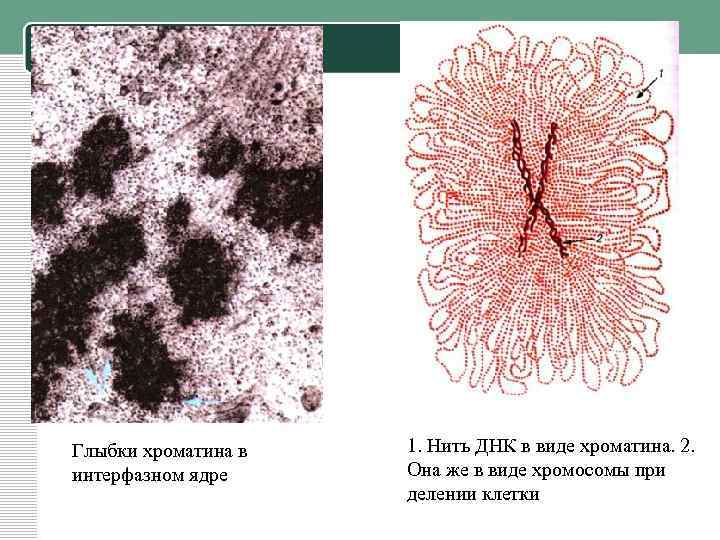 Ядерный хроматин. Хроматиновые глыбки в ядре. Хроматин в электронном микроскопе. Микрофотография интерфазных ядер. Глыбка полового хроматина.