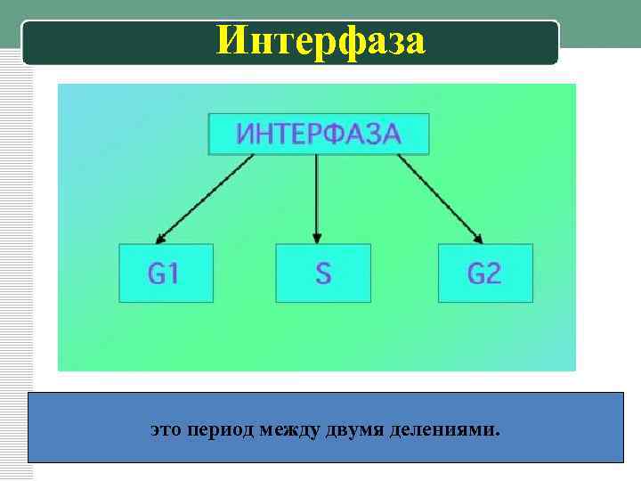 Интерфаза это период между двумя делениями. 