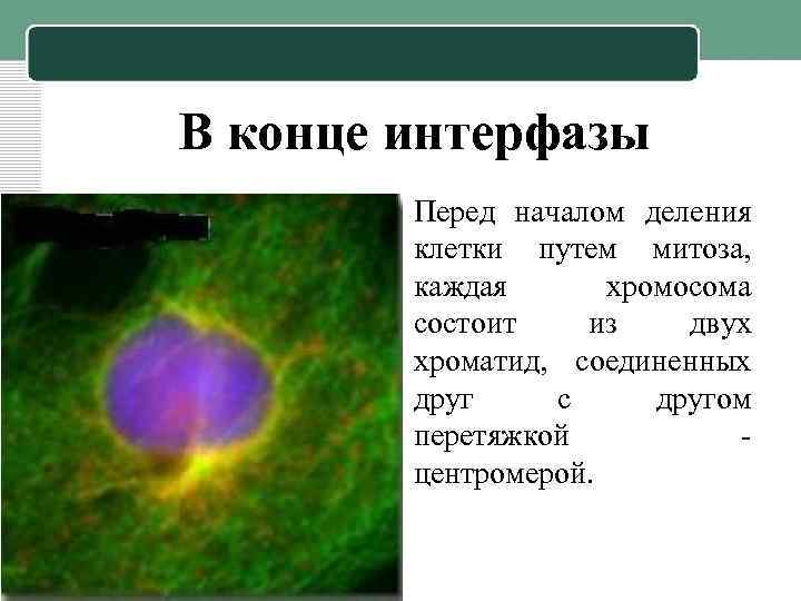 В конце интерфазы • Перед началом деления клетки путем митоза, каждая хромосома состоит из