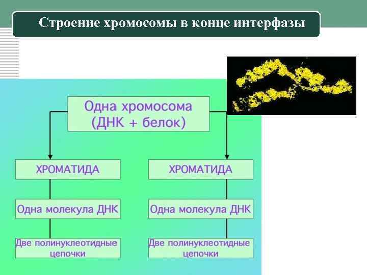Строение хромосомы в конце интерфазы 