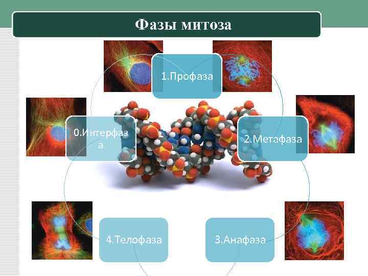 Фазы митоза 1. Профаза 0. Интерфаз а 4. Телофаза 2. Метафаза 3. Анафаза 