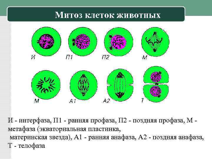 Митоз клеток животных И - интерфаза, П 1 - ранняя профаза, П 2 -