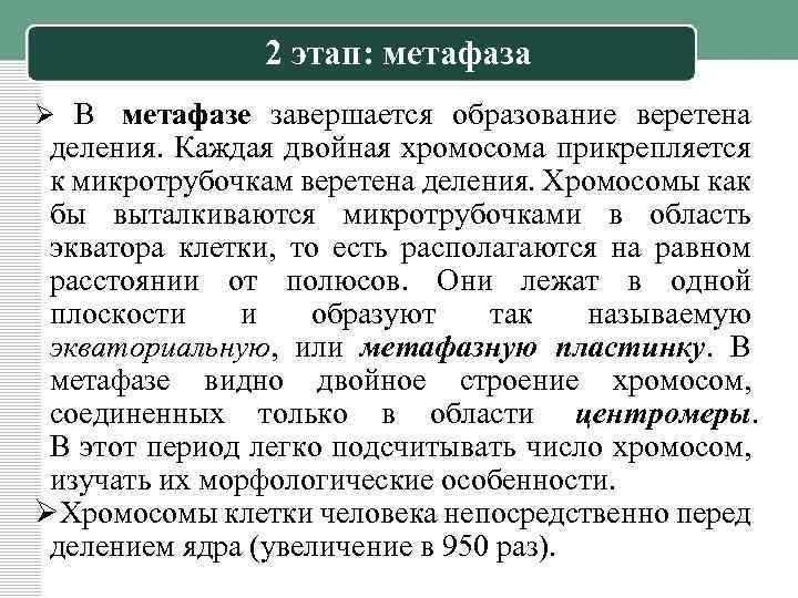 2 этап: метафаза Ø В метафазе завершается образование веретена деления. Каждая двойная хромосома прикрепляется