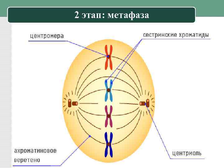 2 этап: метафаза 