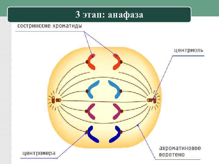 Определите анафазу