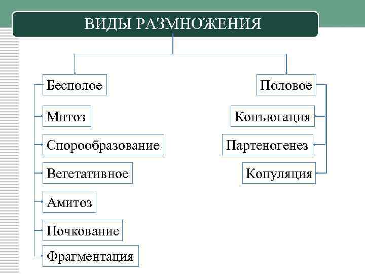 ВИДЫ РАЗМНОЖЕНИЯ Бесполое Митоз Спорообразование Вегетативное Амитоз Почкование Фрагментация Половое Конъюгация Партеногенез Копуляция 