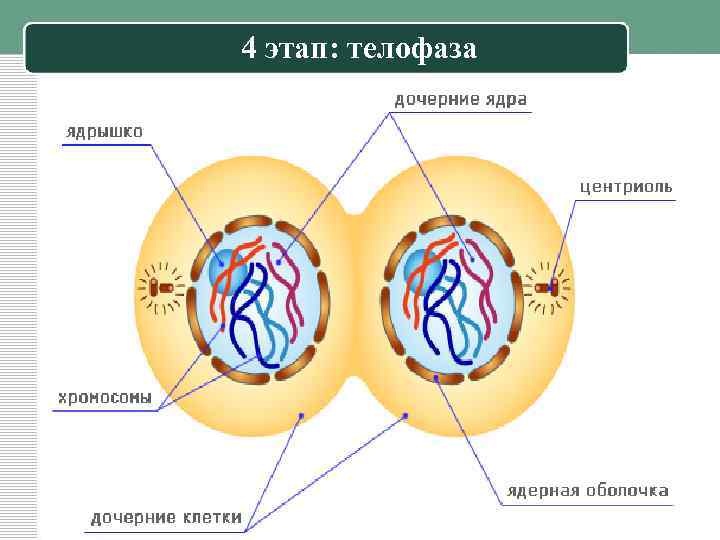 Телофаза мейоза 1. Телофаза 1 мейоза рисунок. Телофаза 1 митоза рисунок. Телофаза этапы. Фазы митоза телофаза.