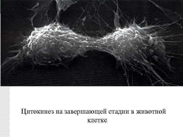 Цитокинез на завершающей стадии в животной клетке 