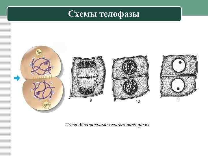 Схемы телофазы Последовательные стадии телофазы 