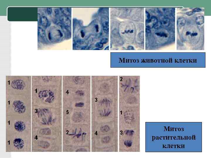 Митоз животной клетки Митоз растительной клетки 