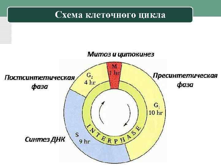 Схема клеточного цикла 
