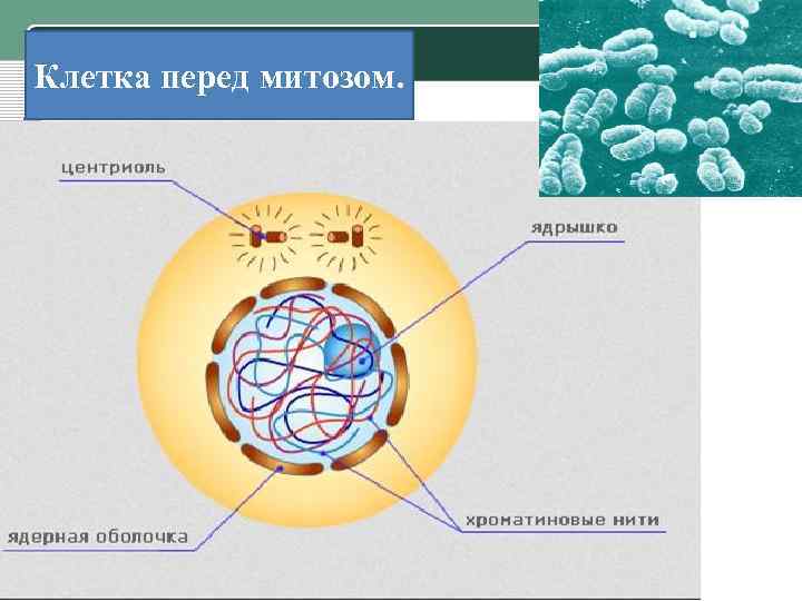 Клетка перед митозом. 