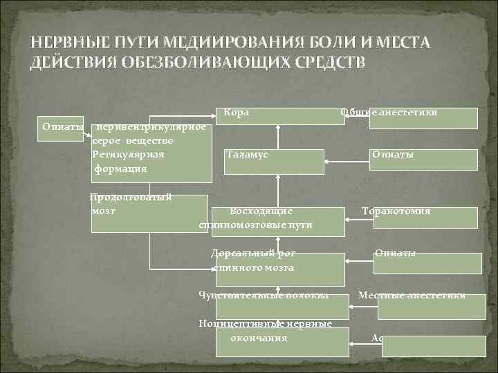 НЕРВНЫЕ ПУТИ МЕДИИРОВАНИЯ БОЛИ И МЕСТА ДЕЙСТВИЯ ОБЕЗБОЛИВАЮЩИХ СРЕДСТВ Кора Опиаты перивентрикулярное серое вещество