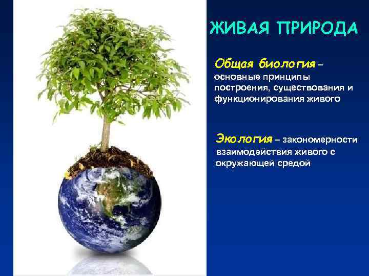 ЖИВАЯ ПРИРОДА Общая биология – основные принципы построения, существования и функционирования живого Экология –