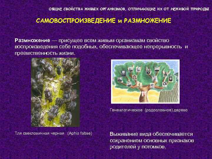 ОБЩИЕ СВОЙСТВА ЖИВЫХ ОРГАНИЗМОВ, ОТЛИЧАЮЩИЕ ИХ ОТ НЕЖИВОЙ ПРИРОДЫ САМОВОСПРОИЗВЕДЕНИЕ и РАЗМНОЖЕНИЕ Размножение —