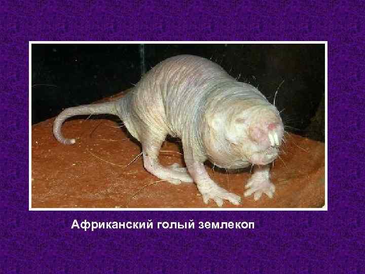 Африканский голый землекоп 