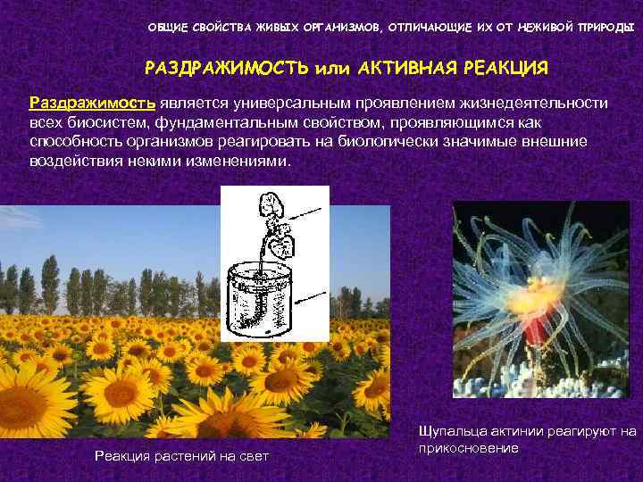 ОБЩИЕ СВОЙСТВА ЖИВЫХ ОРГАНИЗМОВ, ОТЛИЧАЮЩИЕ ИХ ОТ НЕЖИВОЙ ПРИРОДЫ РАЗДРАЖИМОСТЬ или АКТИВНАЯ РЕАКЦИЯ Раздражимость