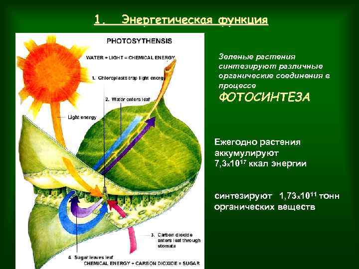 В чем заключается энергетическая функция живого вещества. Энергетическая функция живого вещества. Энергетическая функия живого вещества.