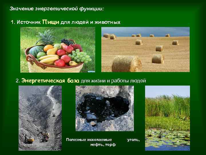 Значение энергетической функции: 1. Источник Пищи для людей и животных 2. Энергетическая база для