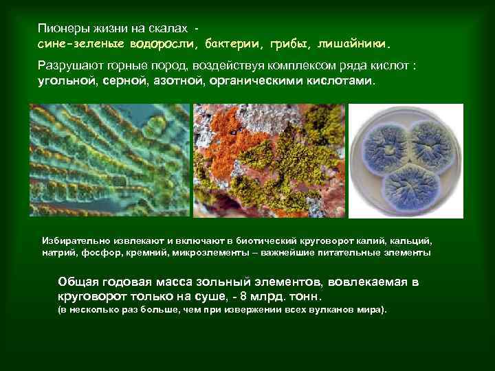Какая среда жизни населена бактериями грибами водорослями. Бактерии грибы лишайники. Бактерии и сине-зеленые водоросли. Водоросли микроорганизмы. Бактерии сине зеленые водоросли, лишайники.