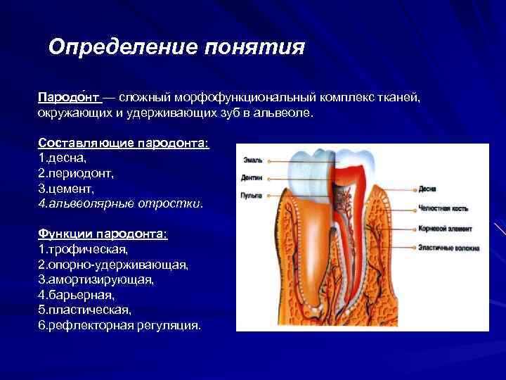 Определение понятия Пародо нт — сложный морфофункциональный комплекс тканей, окружающих и удерживающих зуб в