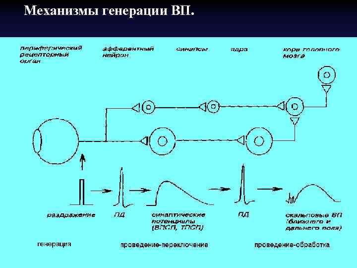 Механизмы генерации ВП. 