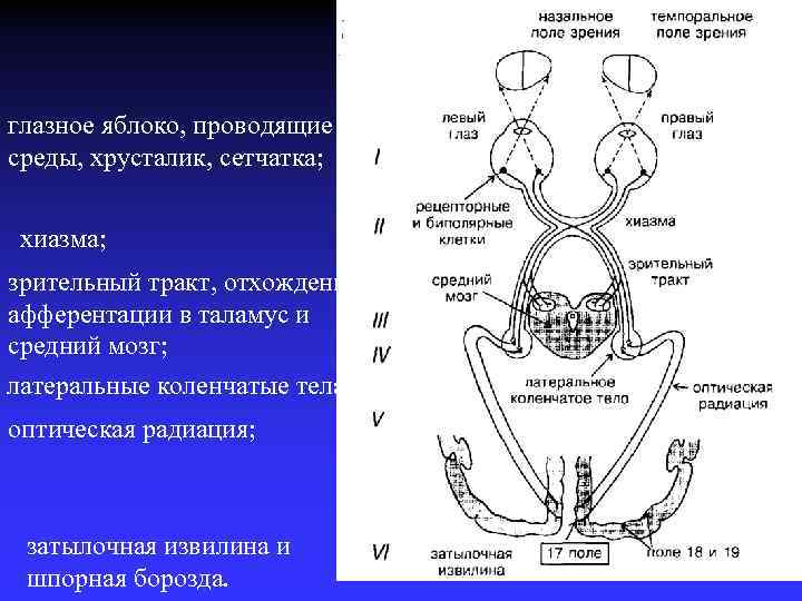 глазное яблоко, проводящие среды, хрусталик, сетчатка; хиазма; зрительный тракт, отхождение афферентации в таламус и
