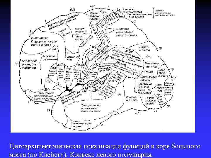 Локализационная карта клейста