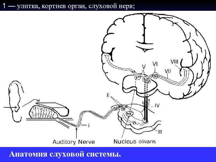 1 — улитка, кортиев орган, слуховой нерв; II — кохлеарные ядра; III — ядра