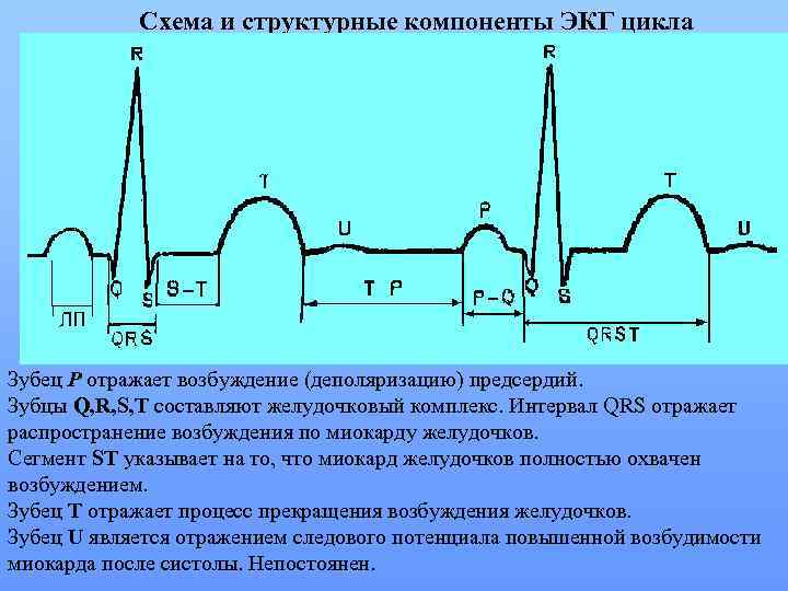 Происхождение зубца r на экг связано с