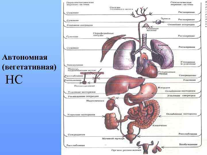 Автономная (вегетативная) НС 