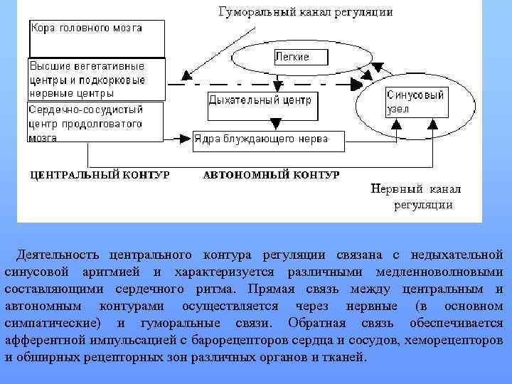 Деятельность центрального контура регуляции связана с недыхательной синусовой аритмией и характеризуется различными медленноволновыми составляющими